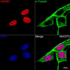 KO-Validated HMGB1 Rabbit mAb (20 μl)