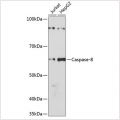 KO-Validated Caspase-8 Rabbit mAb (20 μl)