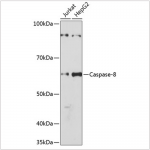 KO-Validated Caspase-8 Rabbit mAb (20 μl)