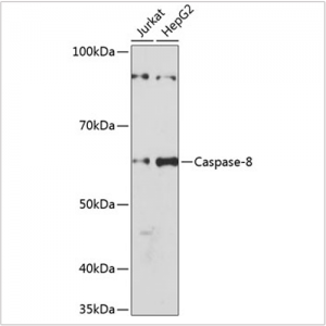 KO-Validated Caspase-8 Rabbit mAb (20 μl)