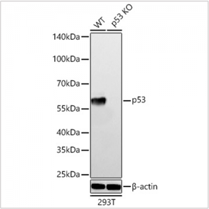 KO-Validated p53 Rabbit mAb (20 μl)