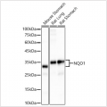 KD-Validated NQO1 Rabbit mAb (20 μl)