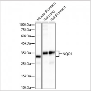 KD-Validated NQO1 Rabbit mAb (20 μl)