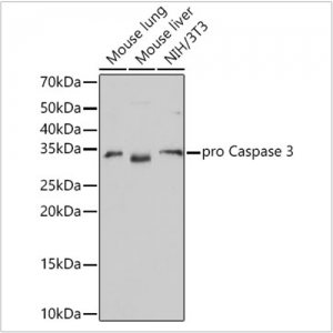 KO-Validated Caspase-3 Rabbit mAb (20 μl)
