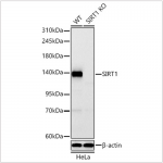 KO-Validated SIRT1 Rabbit mAb (20 μl)