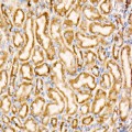 KO-Validated Bax Rabbit mAb (20 μl)