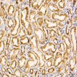 KO-Validated Bax Rabbit mAb (20 μl)