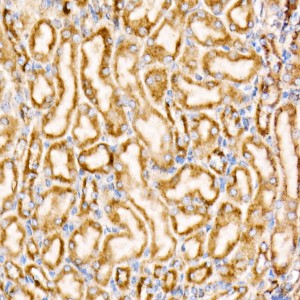 KO-Validated Bax Rabbit mAb (20 μl)