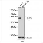 KO-Validated GLOD4 Rabbit pAb (20 μl)