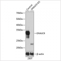 KO-Validated DNAJC9 Rabbit pAb (20 μl)