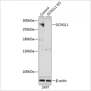 KO-Validated GCN1L1 Rabbit pAb (20 μl)