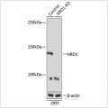 KO-Validated NRD1 Rabbit pAb (20 μl)