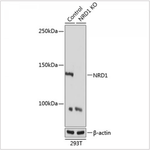 KO-Validated NRD1 Rabbit pAb (20 μl)