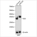 KO-Validated ESD Rabbit pAb (20 μl)