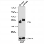 KO-Validated ESD Rabbit pAb (20 μl)