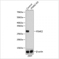 KO-Validated PSME2 Rabbit pAb (20 μl)