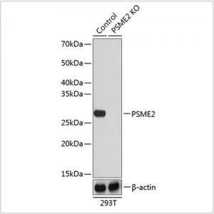 KO-Validated PSME2 Rabbit pAb (20 μl)