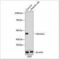 KO-Validated DNAJA1 Rabbit pAb (20 μl)