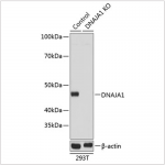 KO-Validated DNAJA1 Rabbit pAb (20 μl)