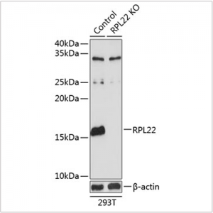 KO-Validated RPL22 Rabbit pAb (20 μl)