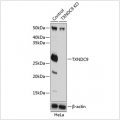 KO-Validated TXNDC9 Rabbit pAb (20 μl)