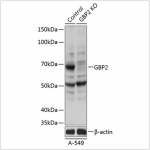 KO-Validated GBP2 Rabbit pAb (20 μl)
