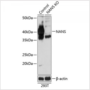 KO-Validated NANS Rabbit pAb (20 μl)