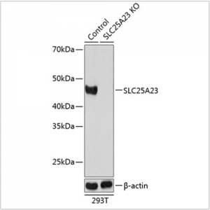KO-Validated SLC25A23 Rabbit pAb (20 μl)