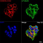 KD-Validated CD98/SLC3A2 Rabbit PolymAb® (20 μl)