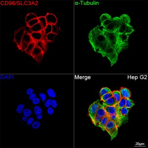 KD-Validated CD98/SLC3A2 Rabbit PolymAb® (20 μl)