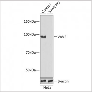 KO-Validated VAV2 Rabbit pAb (20 μl)