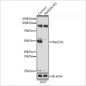 KO-Validated Rad23A Rabbit pAb (20 μl)