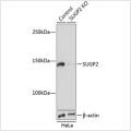 KO-Validated SUGP2 Rabbit pAb (20 μl)