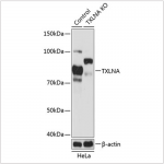 KO-Validated TXLNA Rabbit pAb (20 μl)