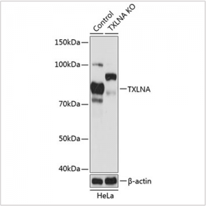 KO-Validated TXLNA Rabbit pAb (20 μl)