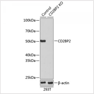 KO-Validated CD2BP2 Rabbit pAb (20 μl)