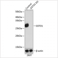 KO-Validated GSTO1 Rabbit pAb (20 μl)