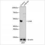 KO-Validated LYAR Rabbit pAb (20 μl)