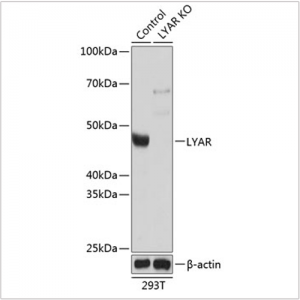KO-Validated LYAR Rabbit pAb (20 μl)