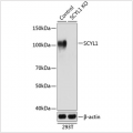 KO-Validated SCYL1 Rabbit pAb (20 μl)