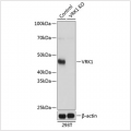 KO-Validated VRK1 Rabbit pAb (20 μl)