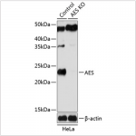 KO-Validated AES Rabbit pAb (20 μl)