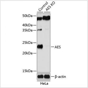 KO-Validated AES Rabbit pAb (20 μl)