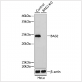 KO-Validated BAG2 Rabbit pAb (20 μl)