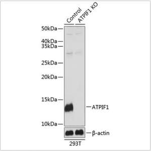 KO-Validated ATPIF1 Rabbit pAb (20 μl)