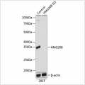 KO-Validated HMG20B Rabbit pAb (20 μl)