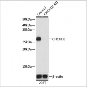 KO-Validated CHCHD3 Rabbit pAb (20 μl)