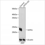 KO-Validated GSTK1 Rabbit pAb (20 μl)