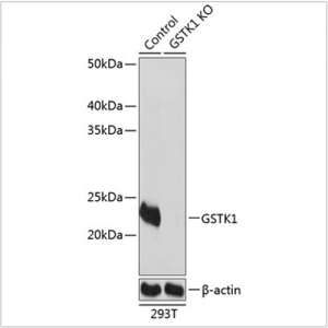 KO-Validated GSTK1 Rabbit pAb (20 μl)