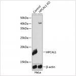 KO-Validated HPCAL1 Rabbit pAb (20 μl)